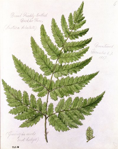Broad Prickly-toothed Buckler Fern, Painted at Brantwood, 67th December 1857 by William James Linton